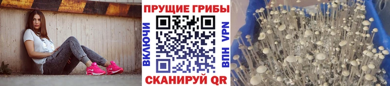 Галлюциногенные грибы Magic Shrooms  купить наркоту  Миллерово 